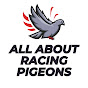 All About Racing Pigeons