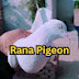 Rana pigeon