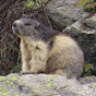 Alpine Marmots