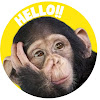 Hello Chimpazee 猩齊天TV