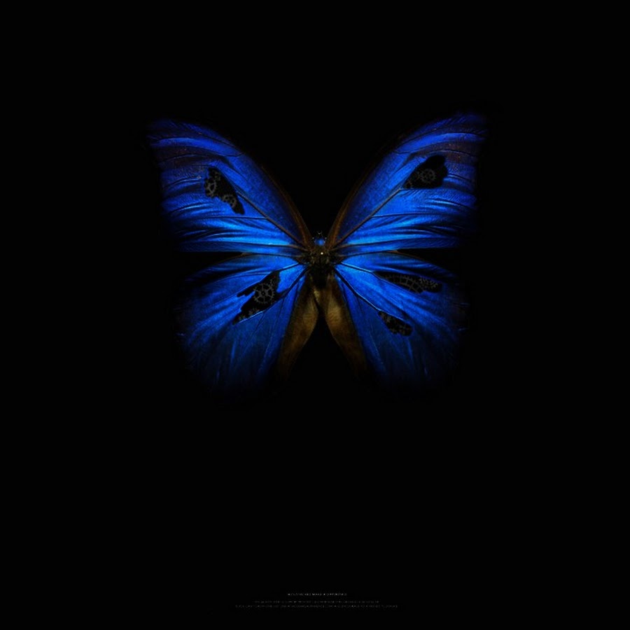Черно синяя бабочка. Синяя бабочка. Бабочка на темном фоне. Бабочки на черном фоне. Синяя бабочка на темном фоне.
