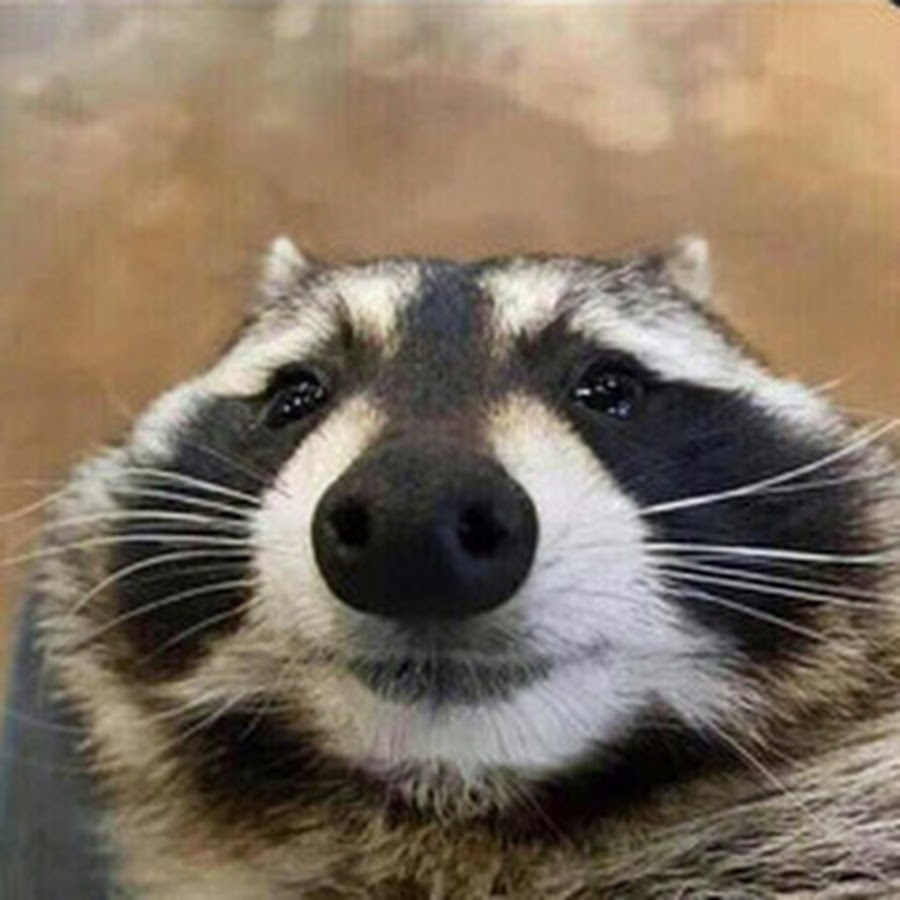 TheRaccoon