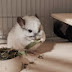 Chinchilla Mama