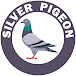 SILVER PIGEON