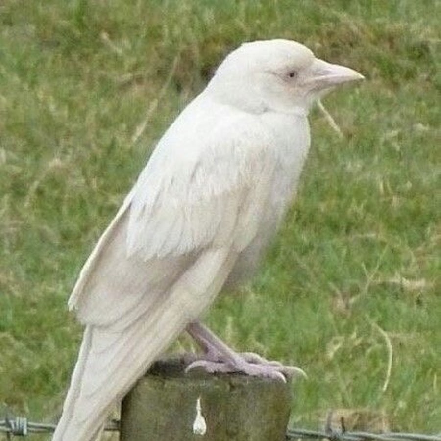 White crow. Галка альбинос. Птица Галка альбинос. Вороны-альбиносы Марго. Галка с альбинос в полете.