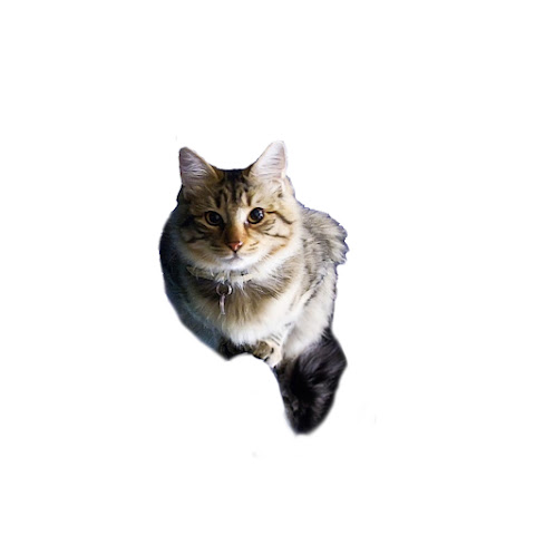 influencer profile picture
