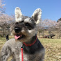 Schnauzer ☆ Kotomi Channel