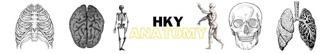 HKY ANATOMY