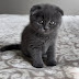 logo Tobby Scottish Fold