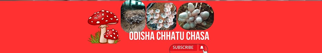 ODISHA CHHATU CHASA