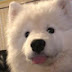 사모예드Samoyed