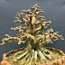 Mulyadi Bonsai