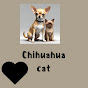 Chihuahua cat