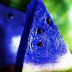 logo Blue Watermelon