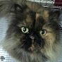 PersianCat