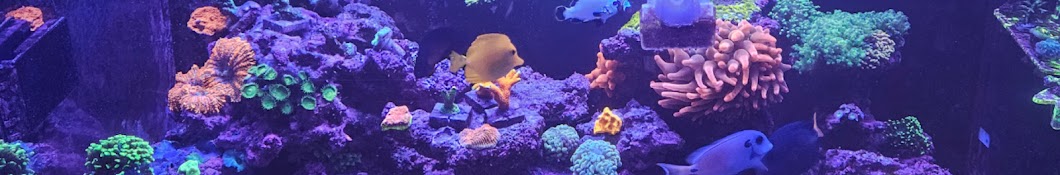 Dawid's Corals & Fish 