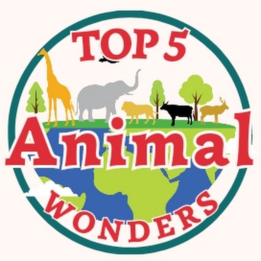 Top 5 Animal Wonders