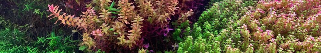 Aquarium Plants Factory