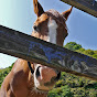 すぅの競馬チャンネル