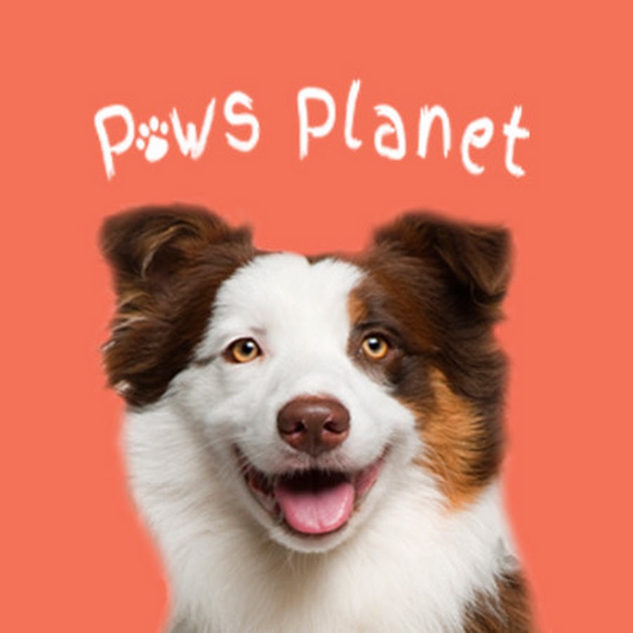 Paws Planet