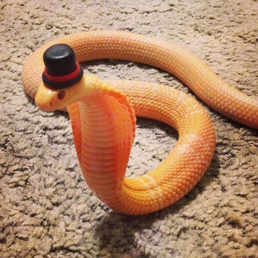 Смешная змея