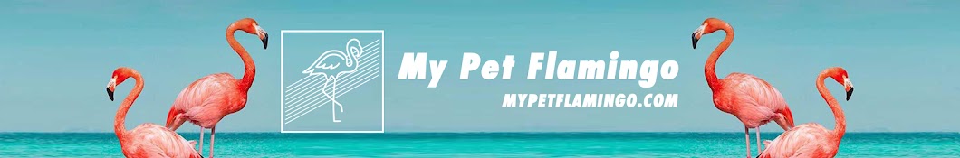 My Pet Flamingo - YouTube