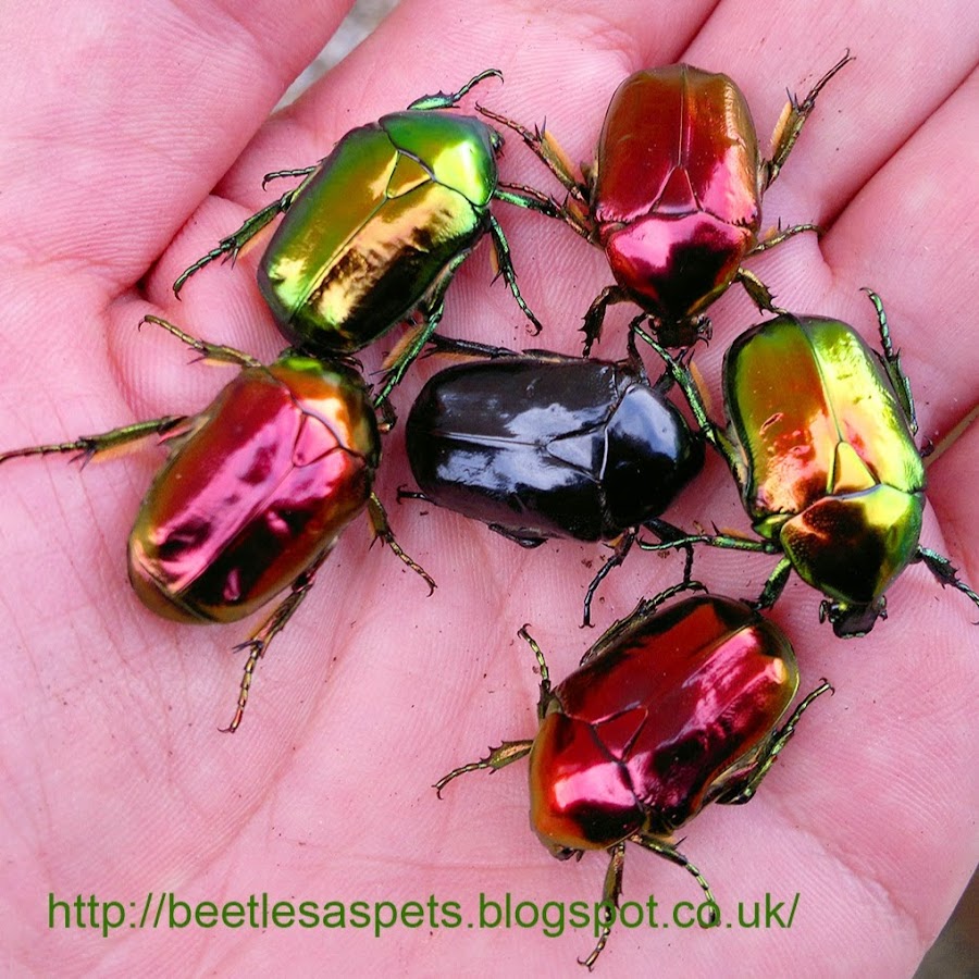 Beetles As Pets - YouTube