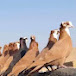 الحمام الاحمر العراقي. الاصيل