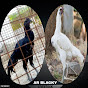 AR BLACKY LIVESTOCK FARMING 