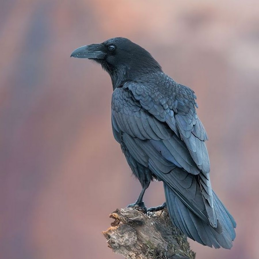 Crow post. Corvus Corax птица. Corvus brachyrhynchos. Корвус ворон. Белоклювый ворон.