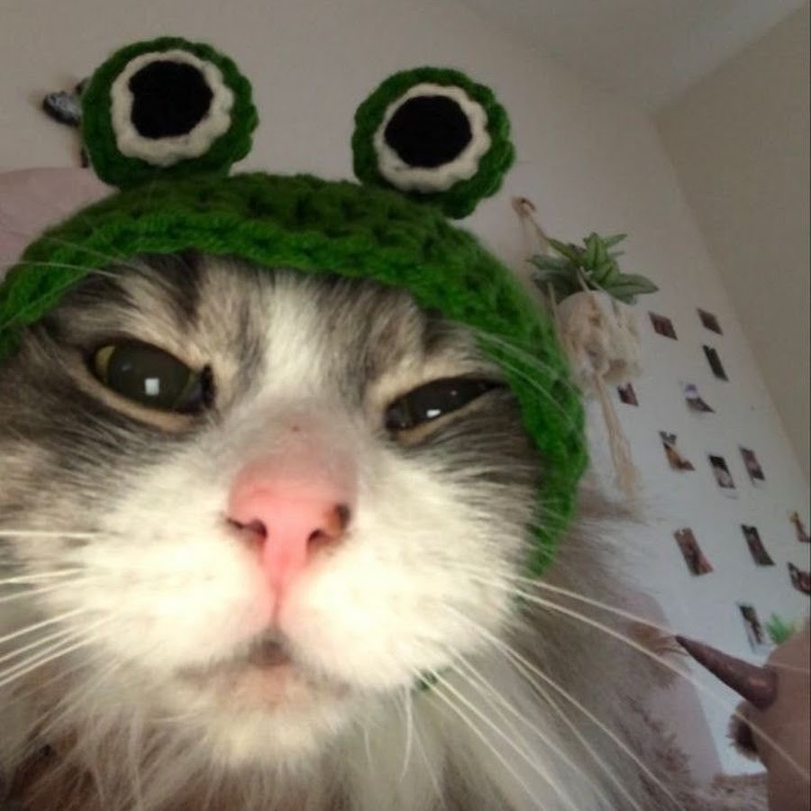 Котик в шапке лягушки