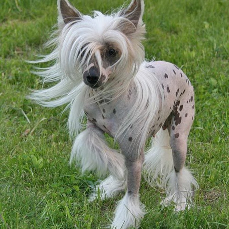 фото голая китайская собака фото фото 116