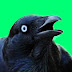 logo MemeBird