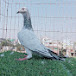 Pigeon Exclusive Tips