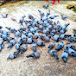 Ohid Pigeon Farm