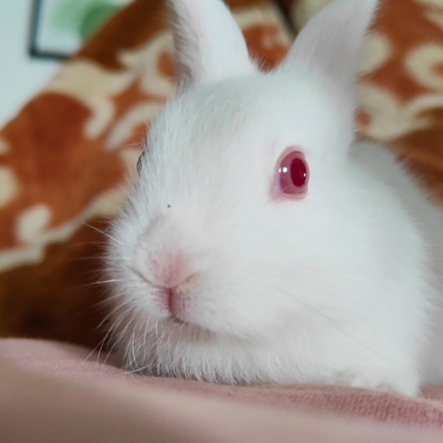 Rabbit Love - YouTube Rabbit Love