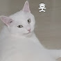 야옹이박하(Cat Mint)