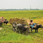 Farming Bangladesh