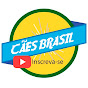 Cães Brasil 