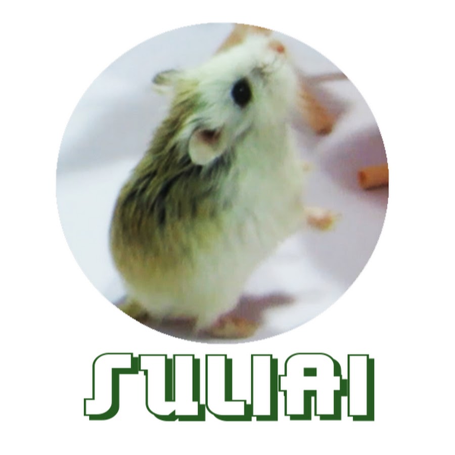 Profile avatar of suliai4958