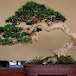 Bonsai nghệ thuật