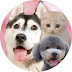 logo Dog and cat parent stupid diary Husky & Cute Cat