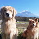 ふうやとやた【愛犬と車中泊旅】