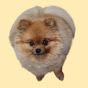 Pomeranian Cookie