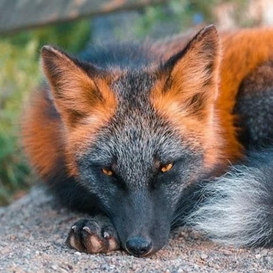 Sky fox. Лиса окрас крестовка. Лисица меланист. Золотая крестовка лиса. Лиса необычного окраса.