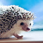 IAmHedgehog