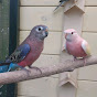 Bourke Parakeets