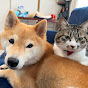 [Shiba Inu & former stray cat] Mamezo and Koume