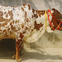 bala ji dairy farm rj 13