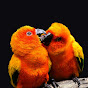 Pair Birds